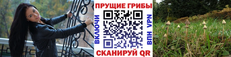 цена   Тында  Псилоцибиновые грибы мухоморы 