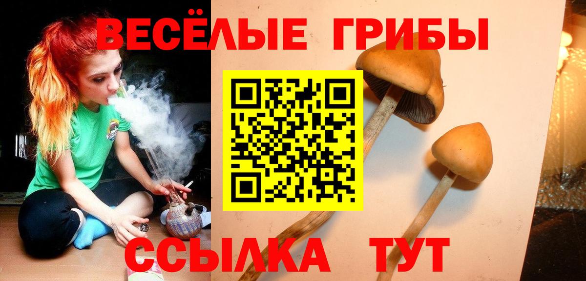Тында  Псилоцибиновые грибы Cubensis  Вход с VPN 